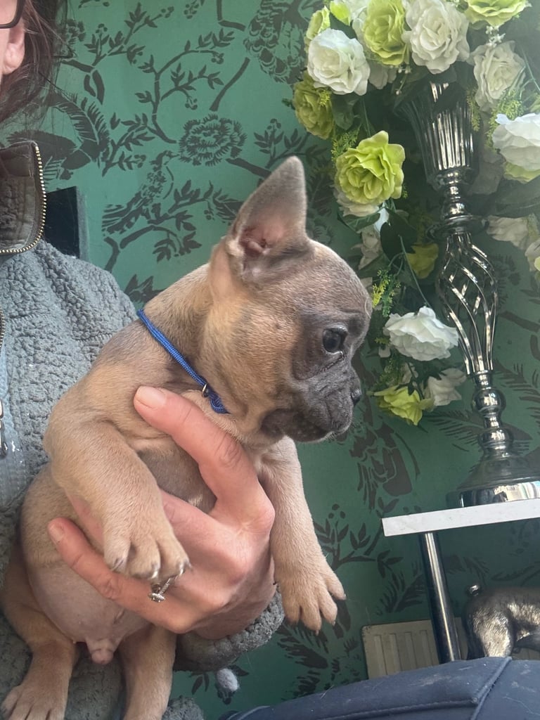 Frenchie boys and girls homie x Apollo lines 