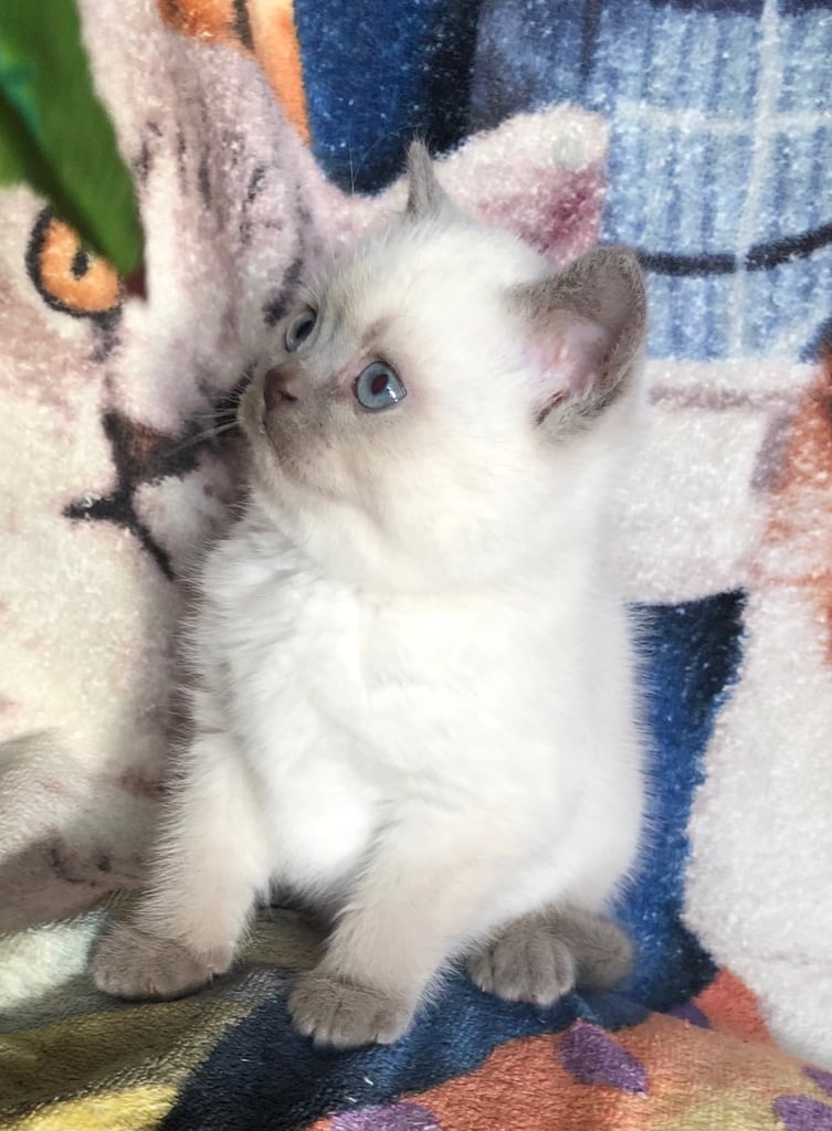 Gorgeous Colourpoint BSH kittens 