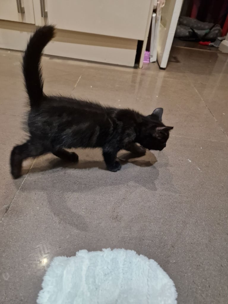 Adorable black Kitten Ready for Their New Homes! 🐾