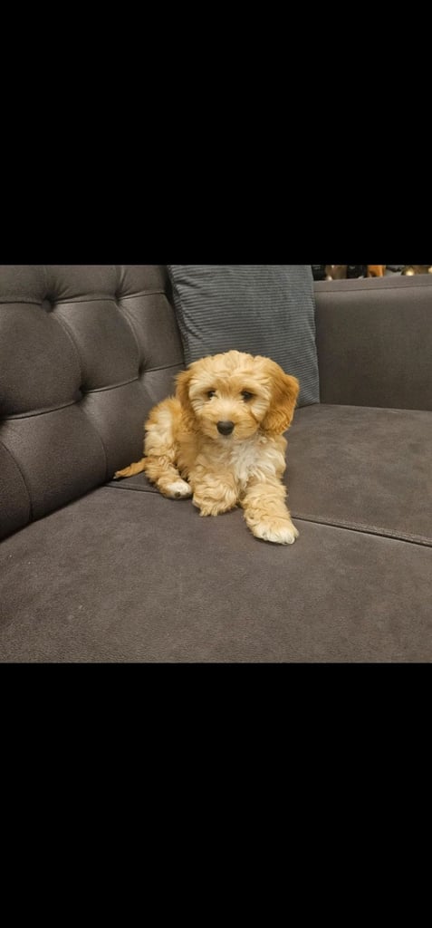 Beautiful 10-Week-Old Cockapoo Puppy – “Daisy”
