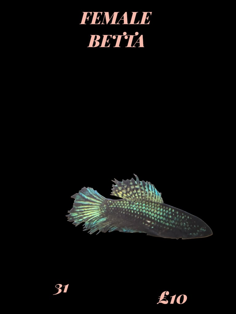 Betta fish 
