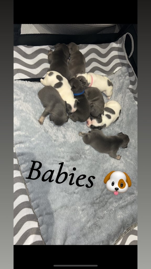 French bulldog pups 