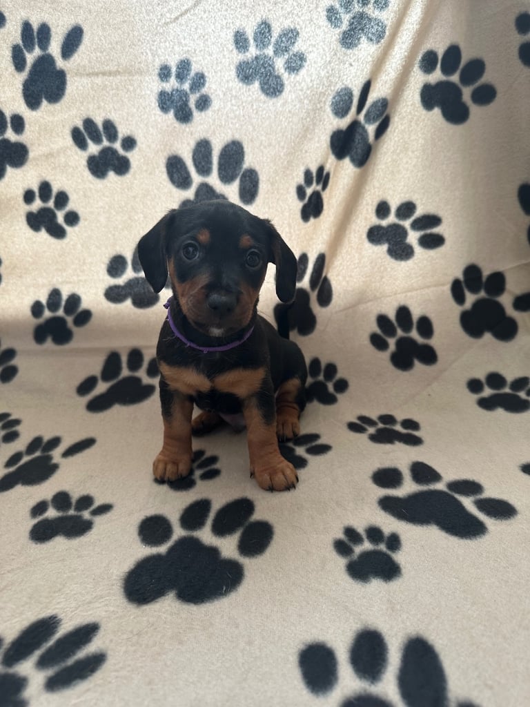 Dachshund /Patterdale pups for sale Barnsley 