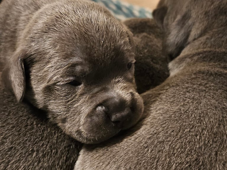 Blue Staffordshire Bull Terrier Puppiess
