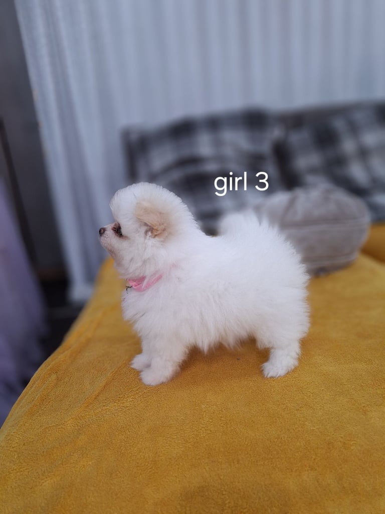Beautiful pomeranian Teddy bear pomeranian puppies 