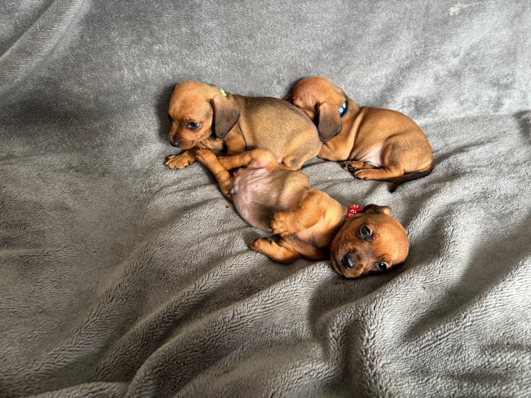 Brindle Dachshund Puppies
