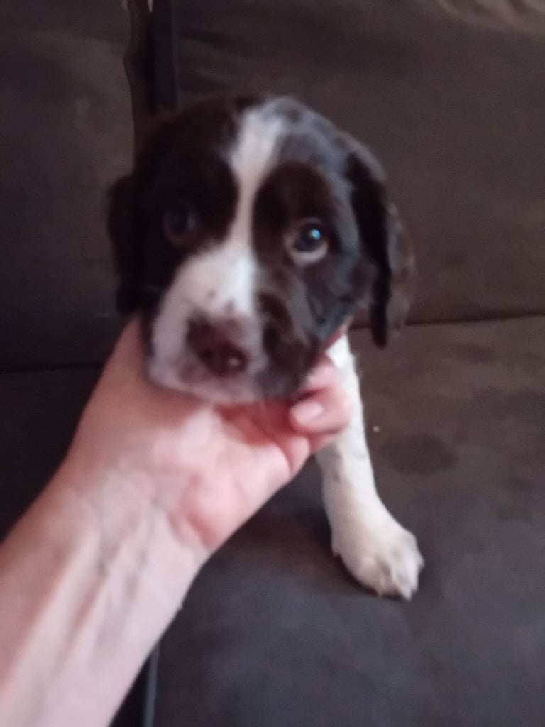 English Springer Spaniel 
