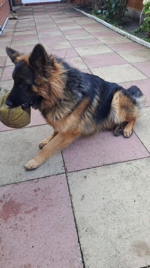 11 month old german shepherd 