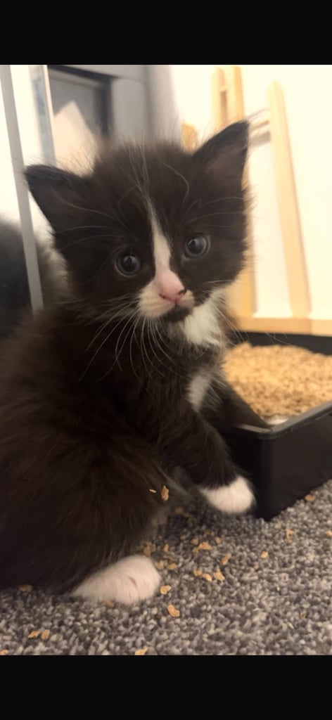 image for Kittens 