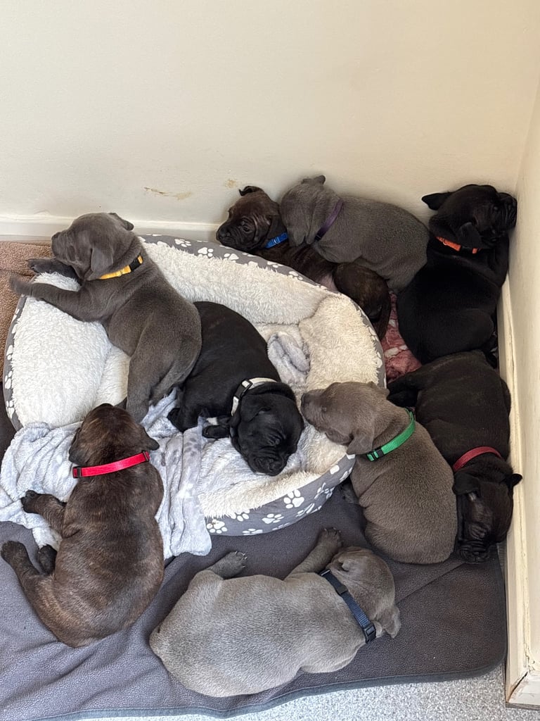 Beautiful Staffy Puppies for sale 