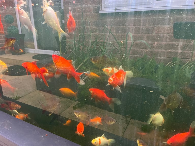 image for Goldfish & Rudd £2 each or 6 for £10