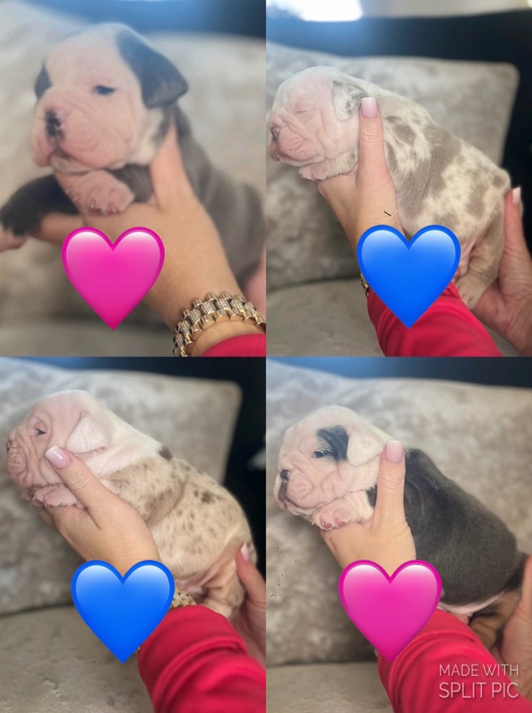 image for Stunning  rainbow litter old tyme bulldogs.