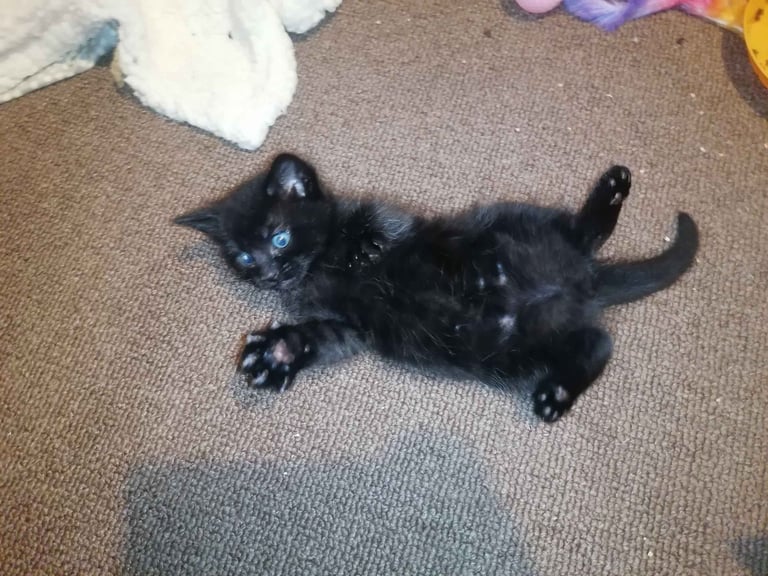4 stunning kittens 