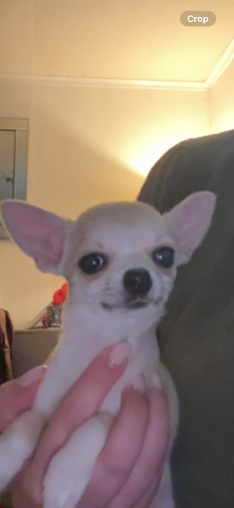 Smooth coat chihuahua male 