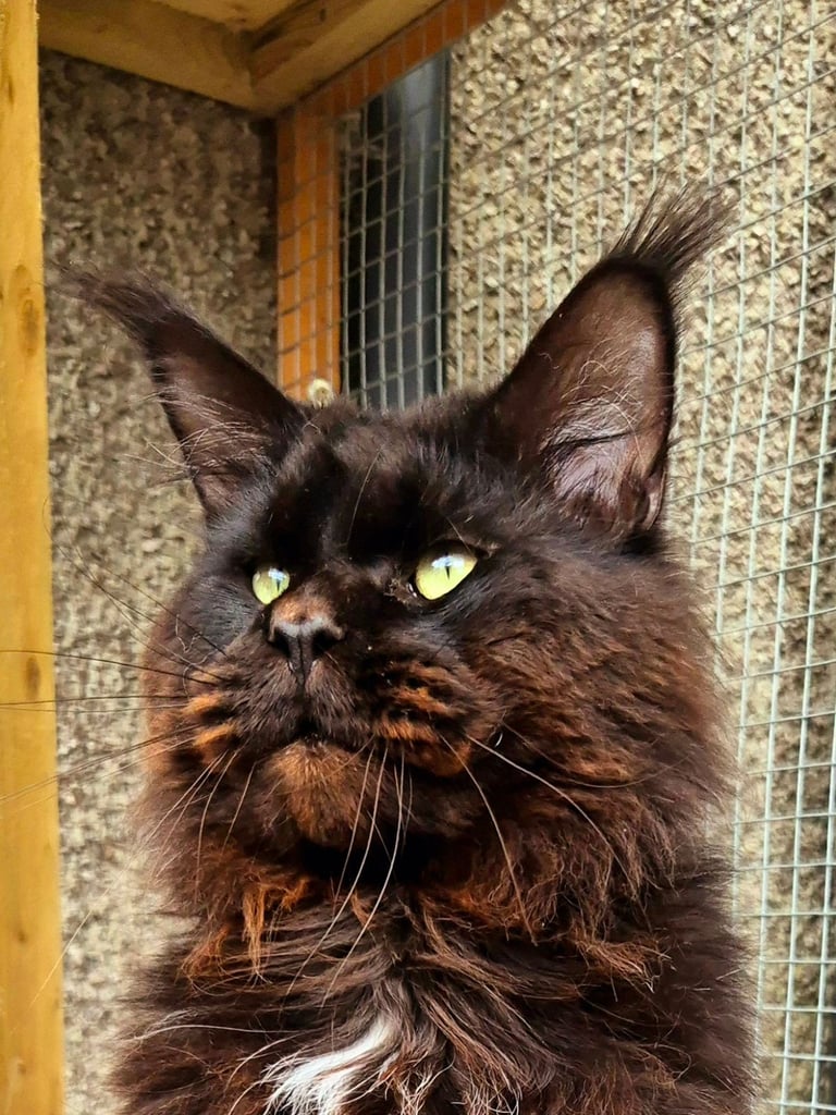 Maine coon gccf reg