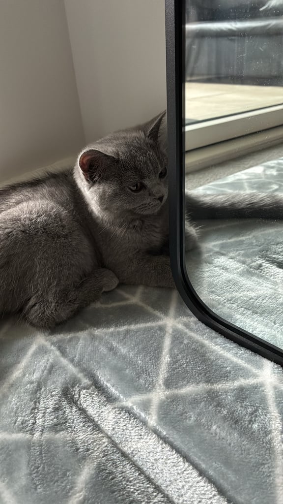 Full British Shorthair Female Kitten