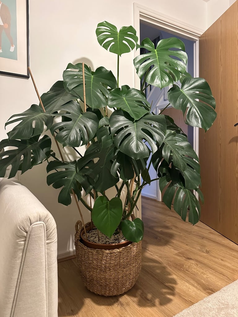 Monstera deliciosa plant