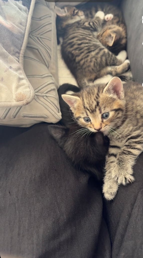 Tabby kitten