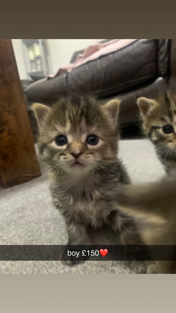 Kittens for sale