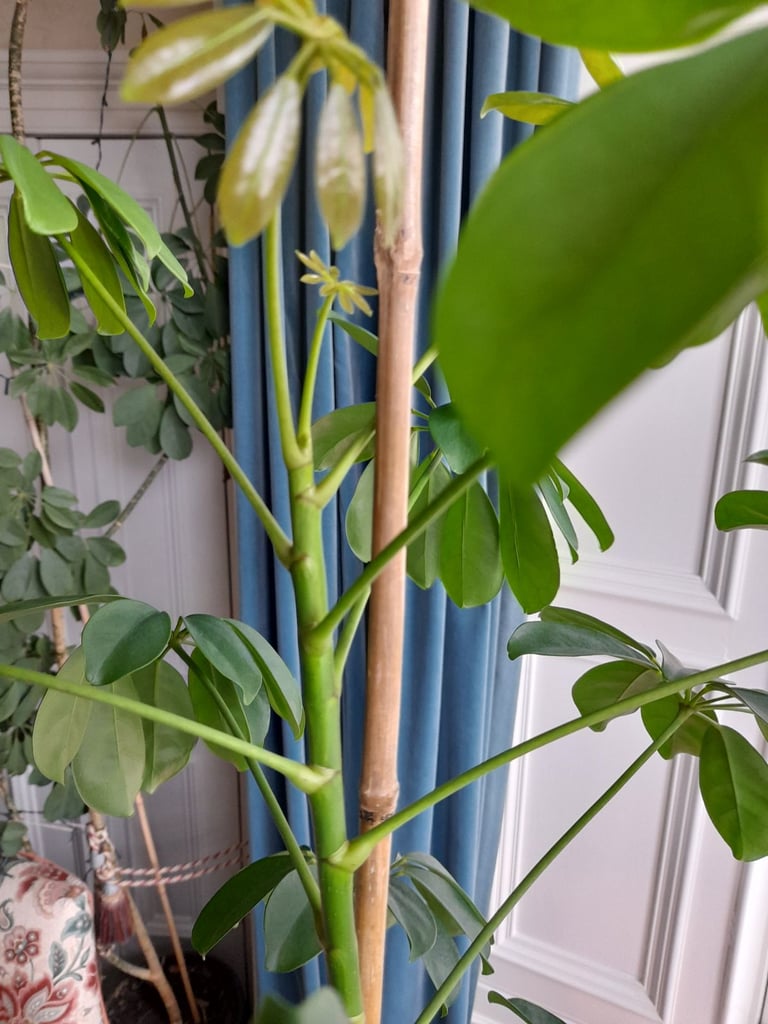 Umbrella Tree Schefflera House Plant 6 Foot/1.8metres Tall