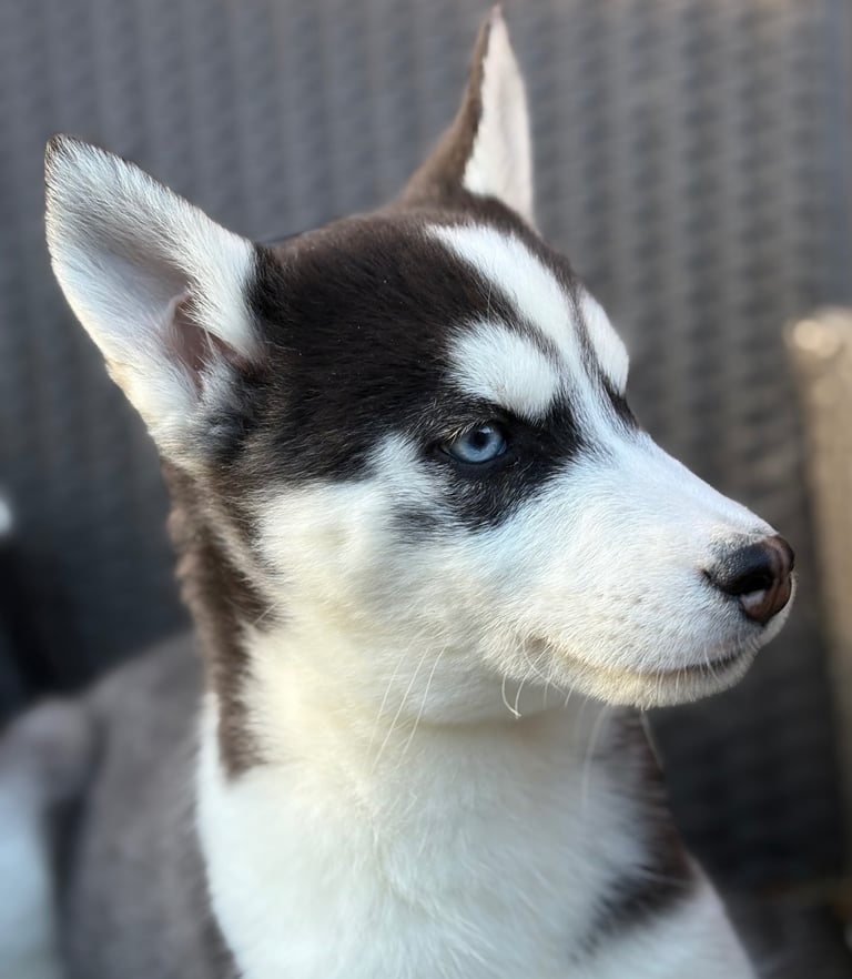 Siberian husky puppies 