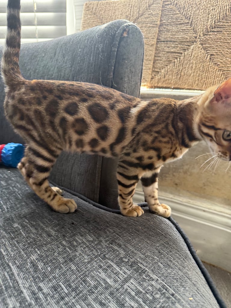 Bengal male (500 reduced pick up today)