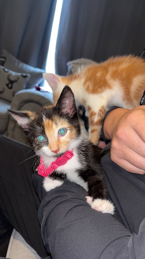 image for 10 week old kittens 