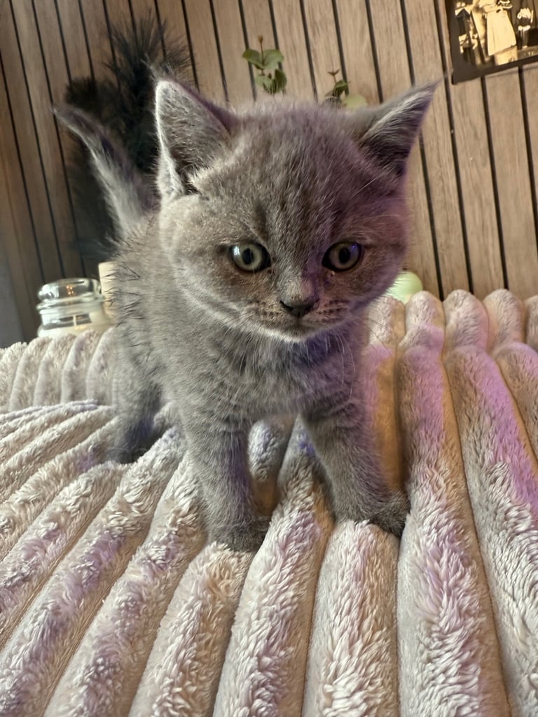 British shorthair kitten