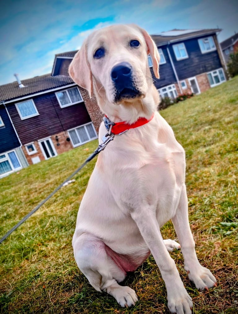 Labradore 6 months old