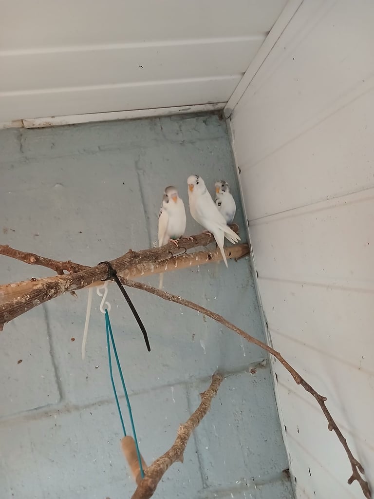 image for Baby budgies for sale 