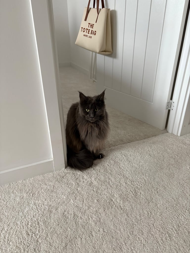 Maine Coon Girl