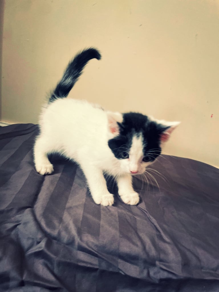 Kittens - 11 weeks old 