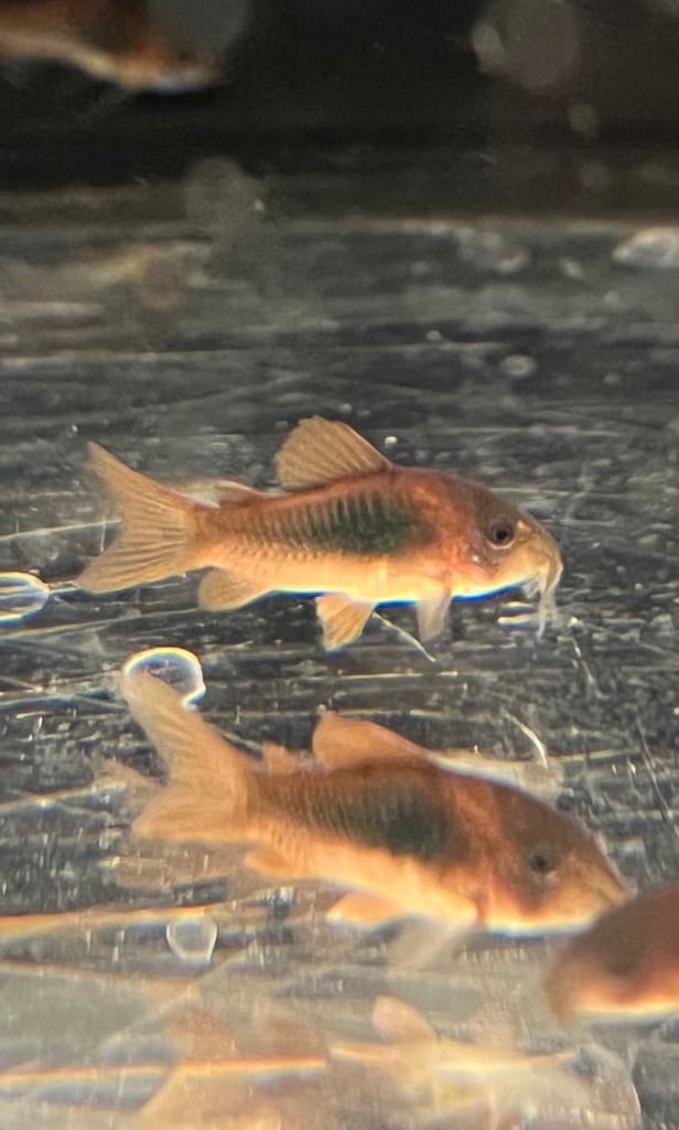 Bronze Corydoras (£1 FLASH SALE), Gold Laser Corydoras, Red Cherry Shrimp available - Tropical Fish