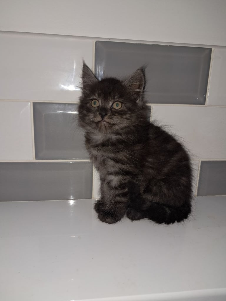 2 gorgeous kittens looking for forever home 