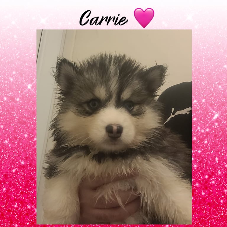 image for Pomsky puppies 