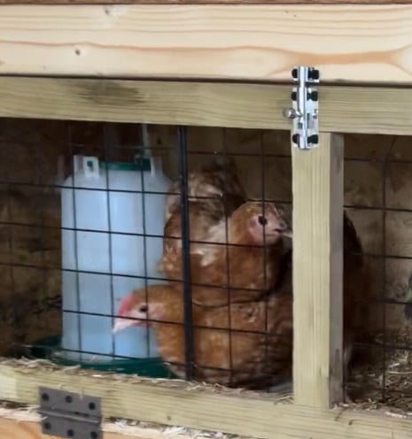 Brown hens 