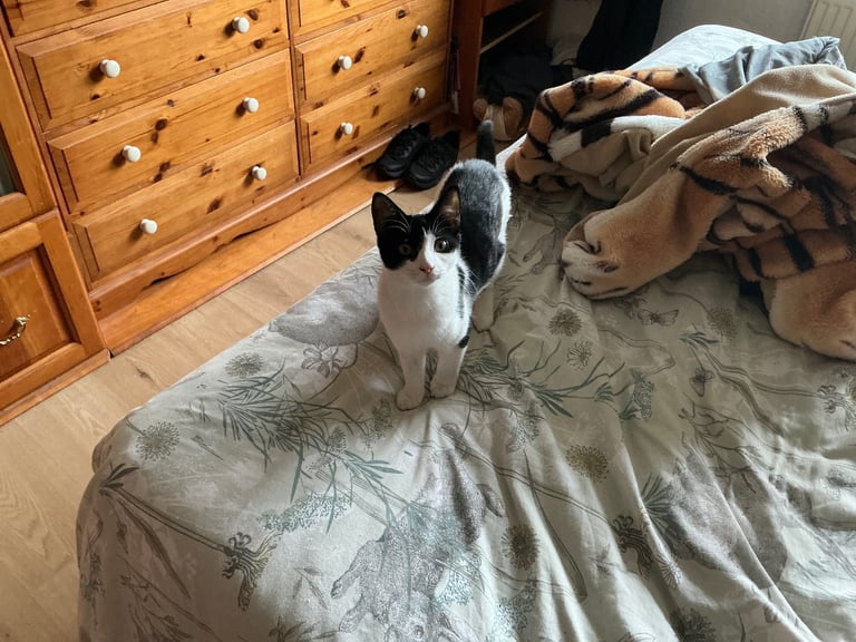 Cute 5 month old kitten