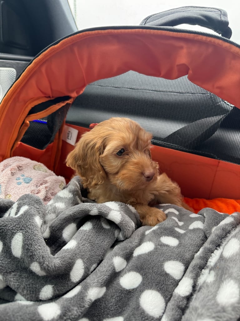 Cockapoo Puppy Boy – Loving Home Needed