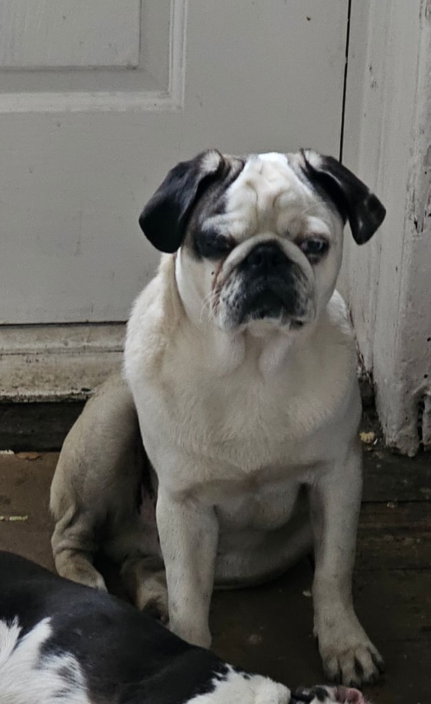 Male pug for sale 