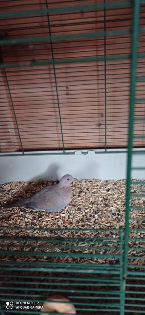 Laughing Doves and Barbary Doves for Avaries and cages