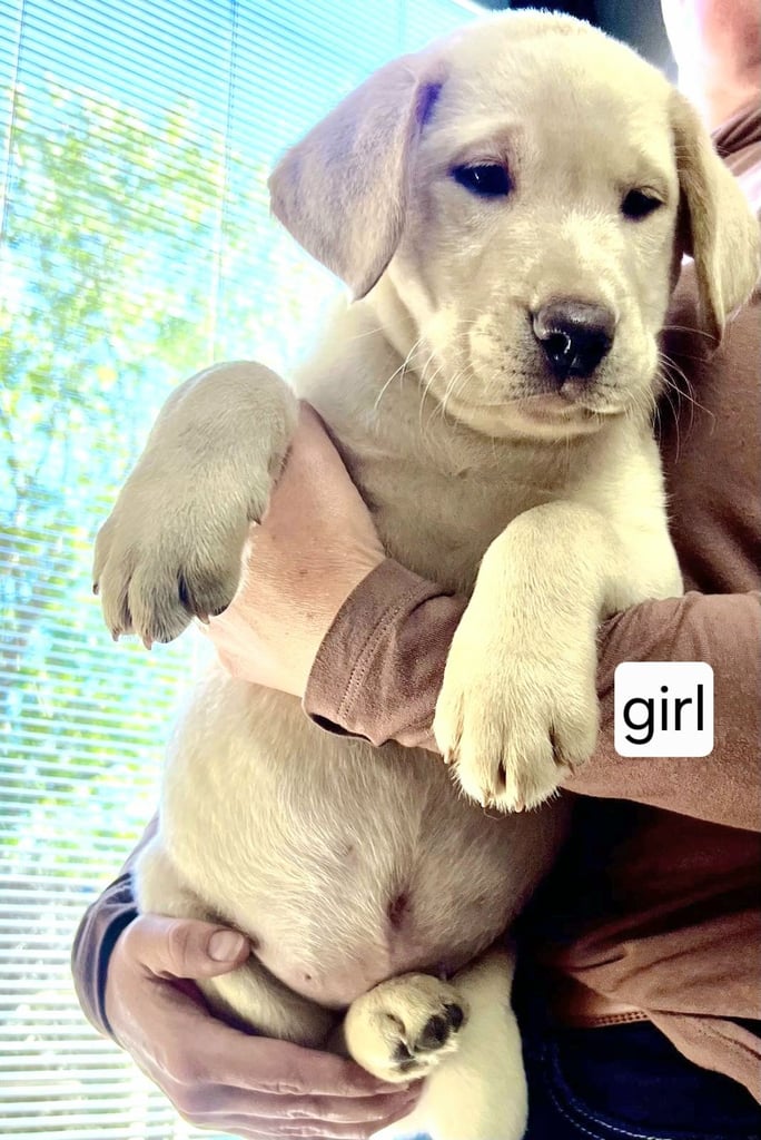 Ready for their forever homes Gorgeous top pedigree charcoal champagne Labrador