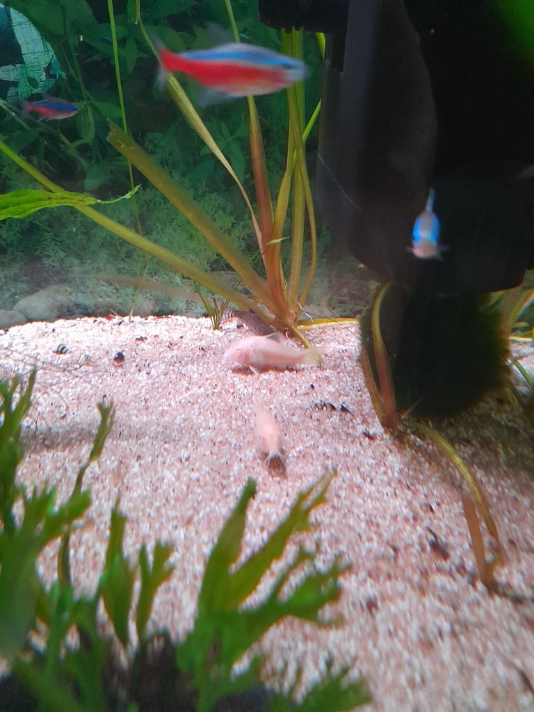 Tropical fish for sale 