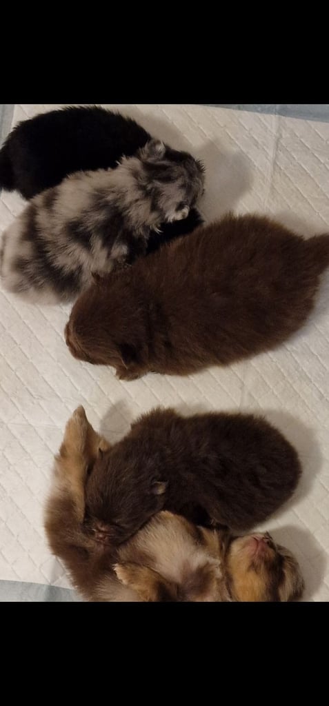 🧸 TOPQUILITY RARE POMERANIAN PUPPIE'S 🧸