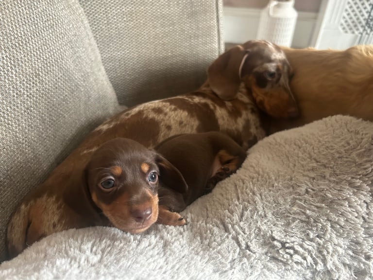Miniature dachshund puppies 