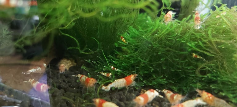 Crystal red shrimp