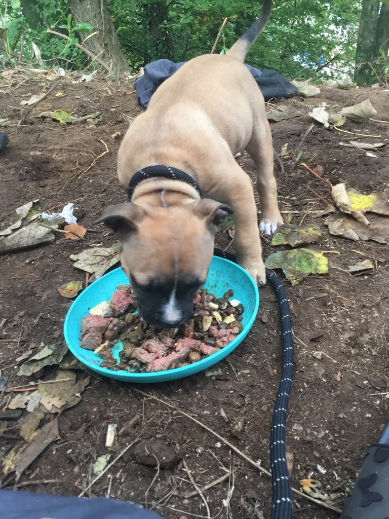 image for American bulldog need home asap 10 weeks old