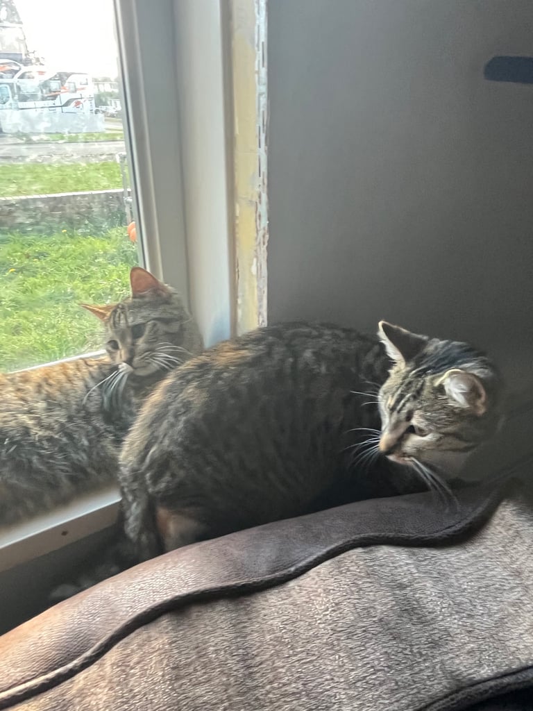 2 female cats. 1 year old 