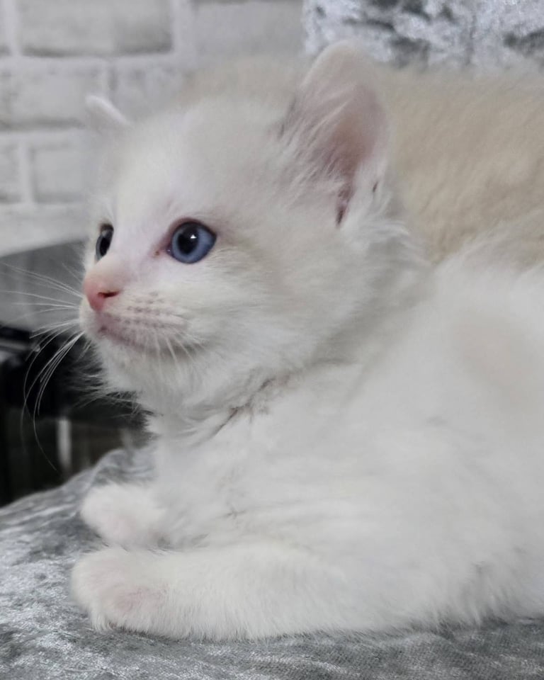Stunning Ragdoll Male Kittens 