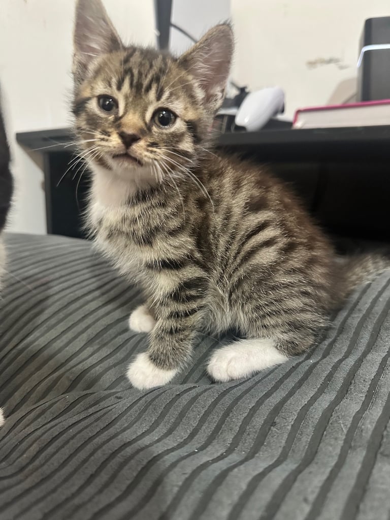 🐾 Adorable Kittens Ready for Their Forever Homes! 🏡