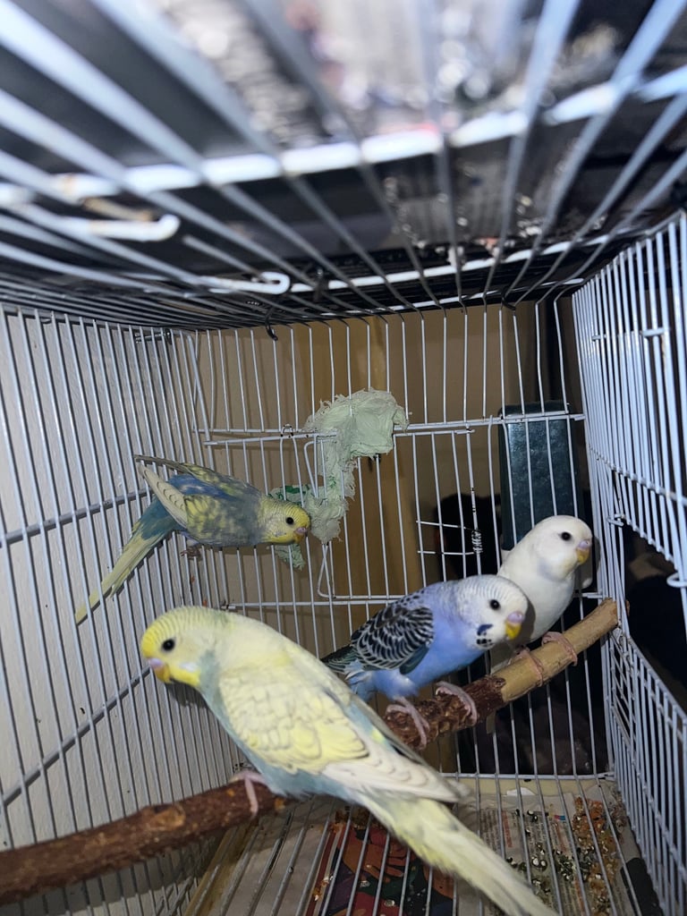 Tame baby budgies